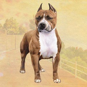 Pit bull stone coasters